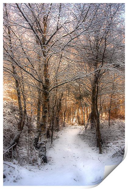 Deer Path in the Snow Print by Ann Garrett