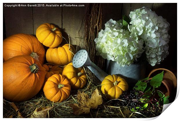 Pumpkins and White Hydrangea Print by Ann Garrett