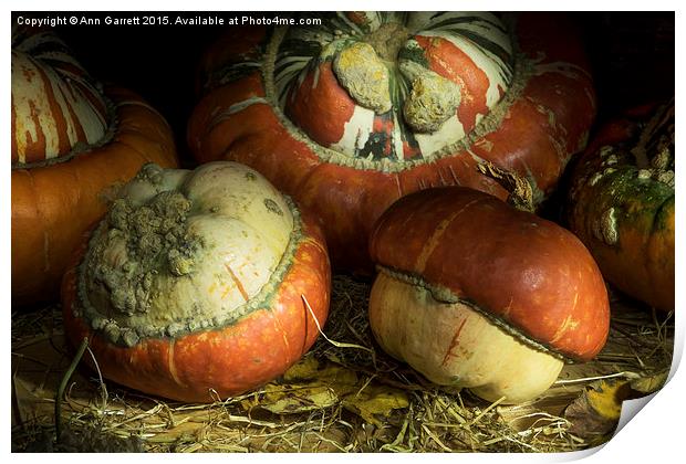 Ornamental Pumpkins Print by Ann Garrett