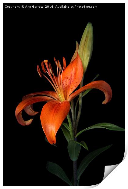 Orange Lily Print by Ann Garrett