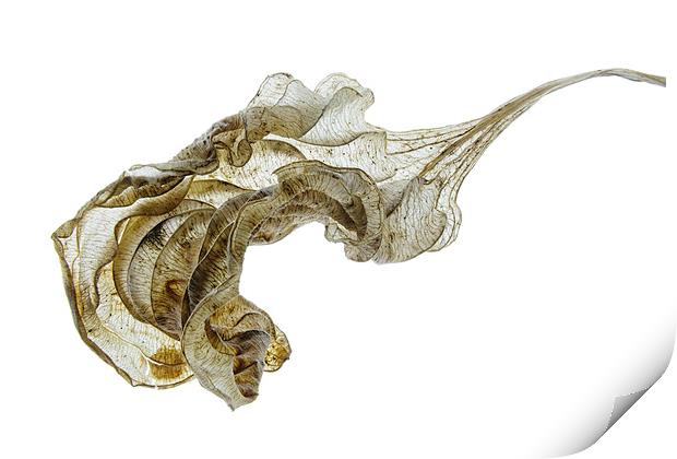Skeleton Physalis Leaf Print by Ann Garrett