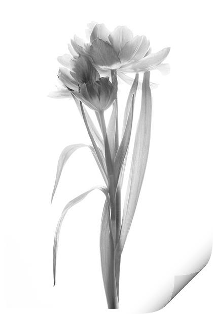 A Single Tulip - Mono Print by Ann Garrett