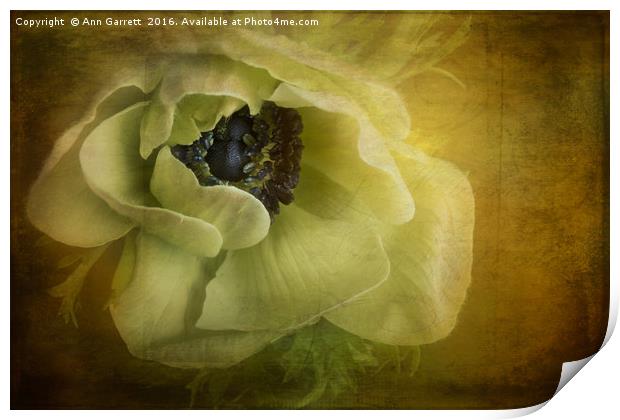 Anemone Romance Print by Ann Garrett