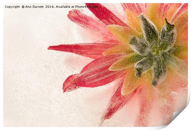 Flower in Ice Print by Ann Garrett
