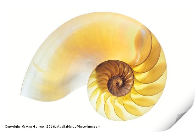 Nautilus Half Shell Print by Ann Garrett