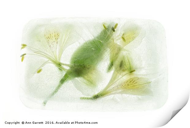 Alstroemeria Encased in Ice Print by Ann Garrett