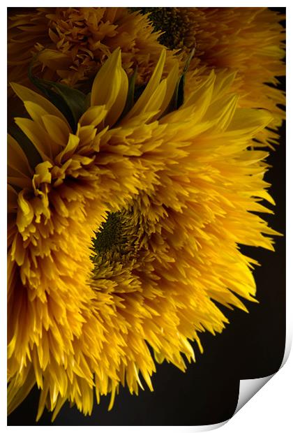 Double Shine Sunflowers - Up Close and Glowing Print by Ann Garrett