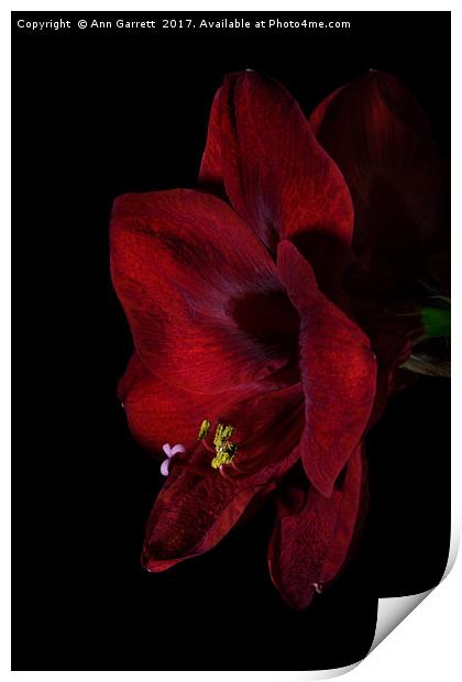 Ruby Red Amaryllis 2 Print by Ann Garrett