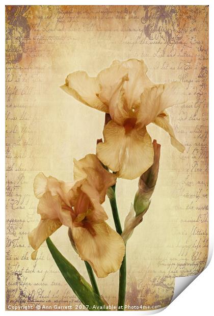 Bearded Iris Print by Ann Garrett