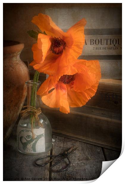 Two Poppies in a Vase Print by Ann Garrett