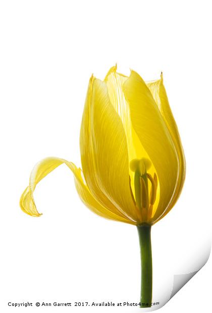 Lemon Tulip 1 Print by Ann Garrett