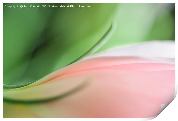 Soft Pink Lisianthus Print by Ann Garrett