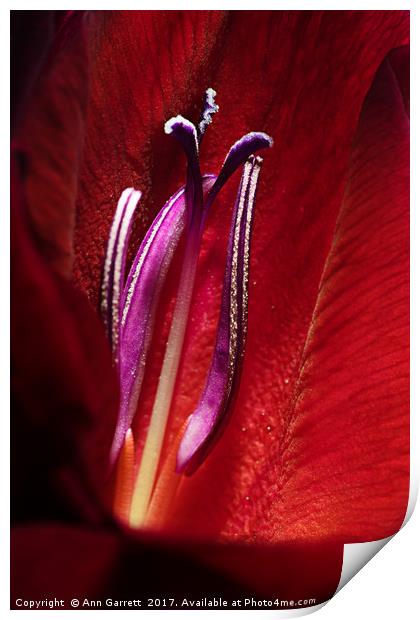 Heart of a Gladiolus Print by Ann Garrett