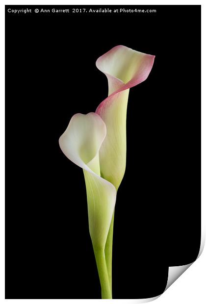 Two Calla Lilies Print by Ann Garrett