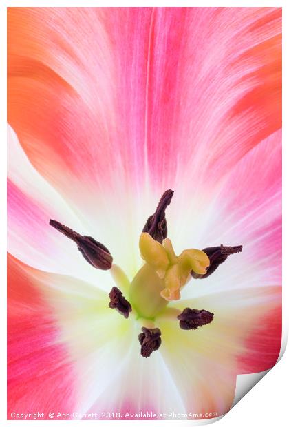 Parrot Tulip Macro Print by Ann Garrett