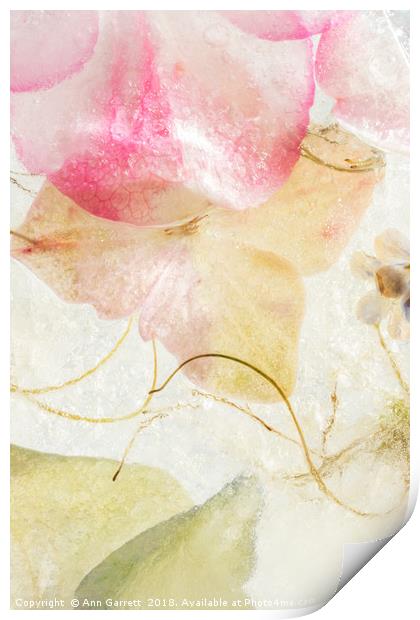 Hydrangea in Ice - 2 Print by Ann Garrett