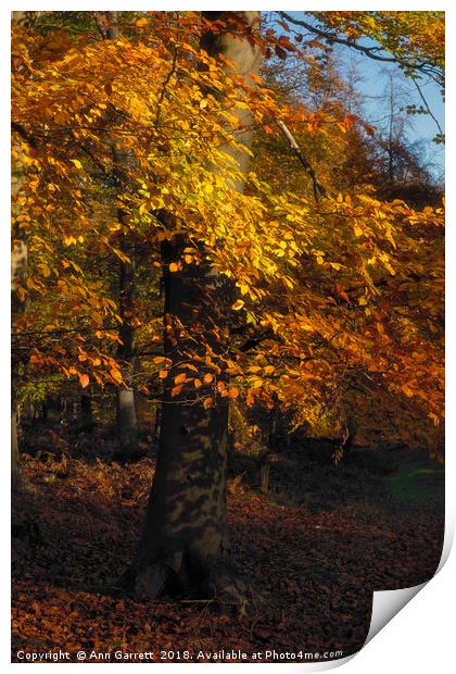 Autumn Tree Print by Ann Garrett