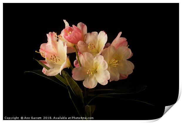 Rhododendron Blossom Print by Ann Garrett