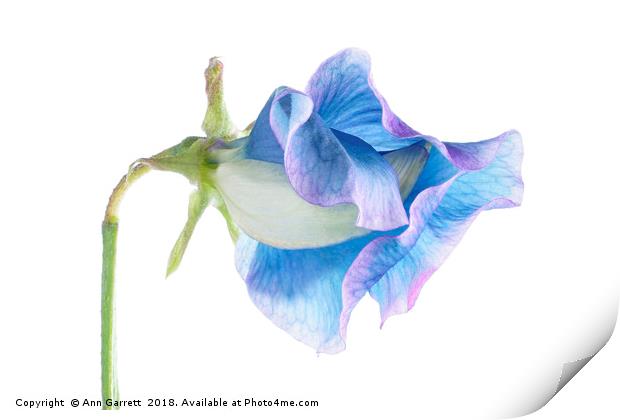 Blue Sweet Pea Print by Ann Garrett