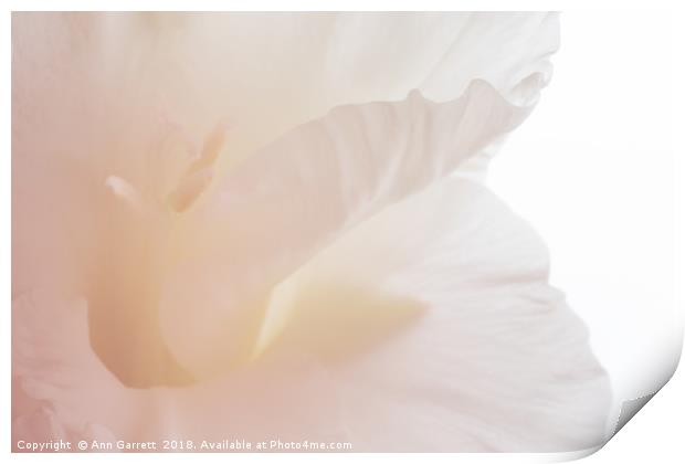 Soft Pink Gladiolus Print by Ann Garrett