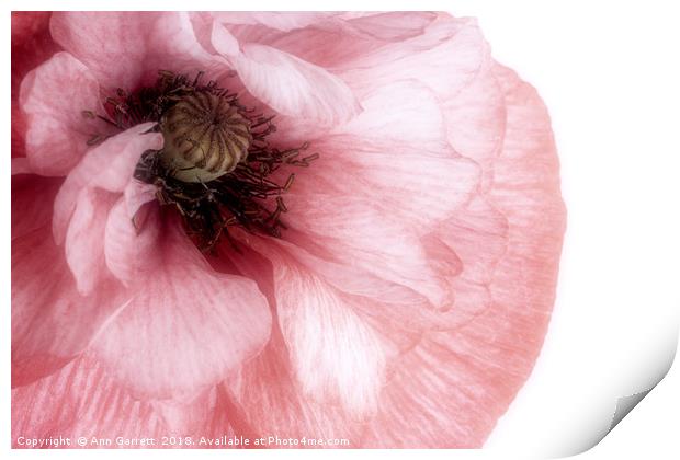 Soft Pink Poppy Print by Ann Garrett