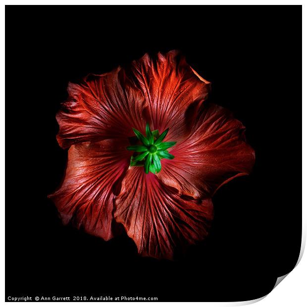 Beneath the Hibiscus Print by Ann Garrett