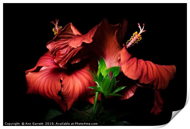 Red Hibiscus in the dark Print by Ann Garrett