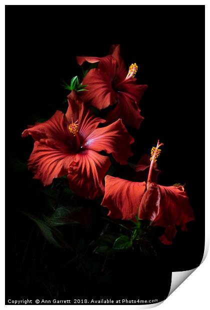 Red Hibiscus Trio Print by Ann Garrett