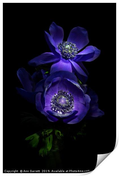 Two Dark Anemones Print by Ann Garrett