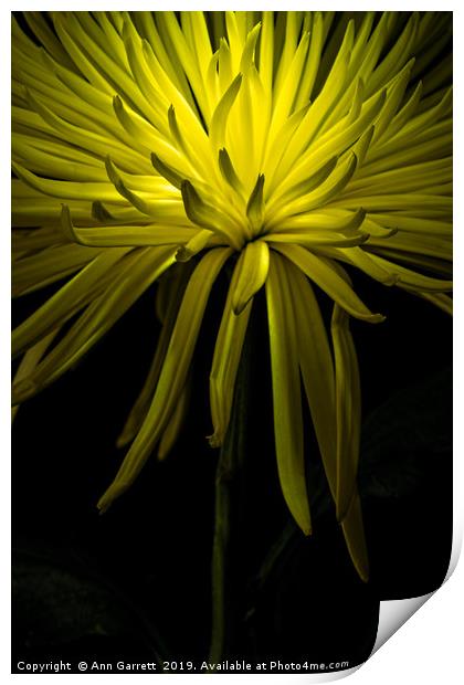 Chrysanthemum Spikes Print by Ann Garrett