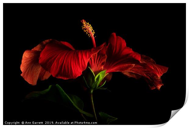 Red Hibiscus 2 Print by Ann Garrett