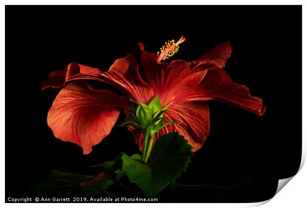 Red Hibiscus 3 Print by Ann Garrett