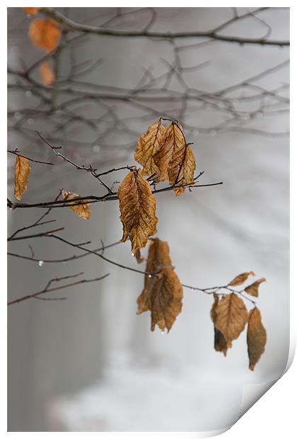Autumn Leaves in the Mist - 2 Print by Ann Garrett