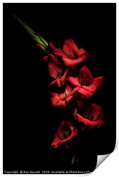 Red Gladious on Black 5 Print by Ann Garrett