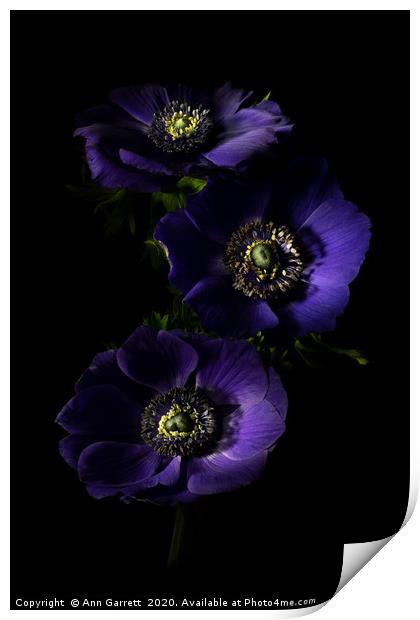 Three Purple Anemones 2 Print by Ann Garrett