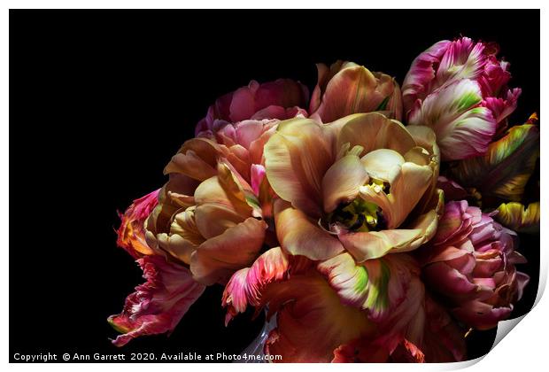 Tulip Ruffles Print by Ann Garrett