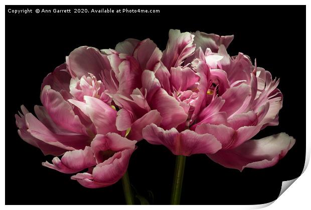 Two Pink Tulips Print by Ann Garrett