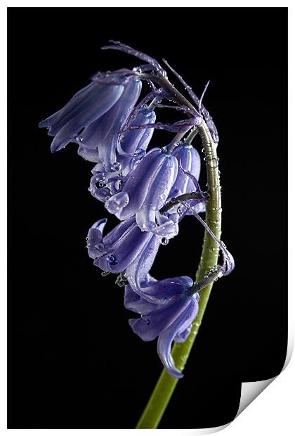 Bluebell Raindrops Print by Ann Garrett