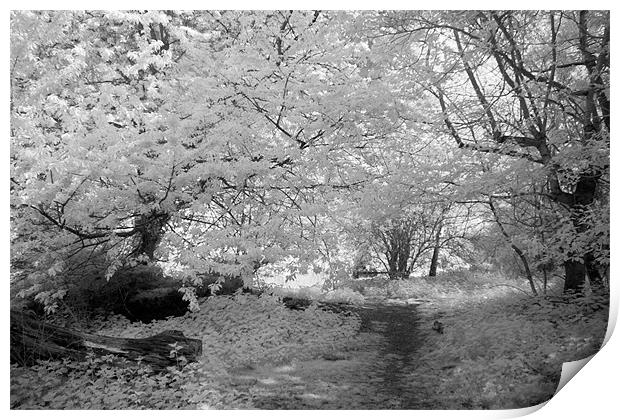 Woodland Path - Infrared Print by Ann Garrett