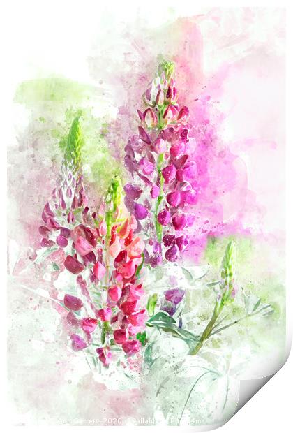 Loose Lupins Print by Ann Garrett