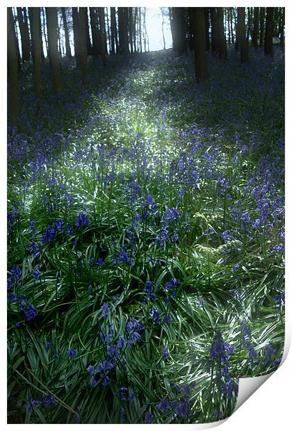 Bluebell Light Print by Ann Garrett
