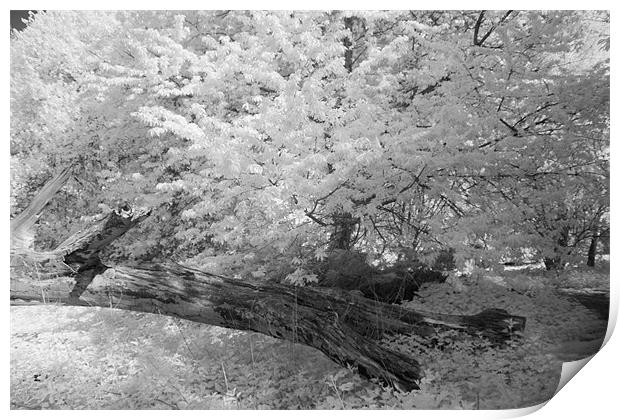 Fallen Tree - Infrared Print by Ann Garrett