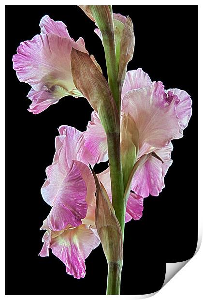 Pink Gladiolus Print by Ann Garrett