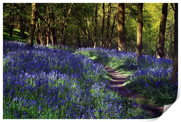 Bluebell Woods Print by Ann Garrett