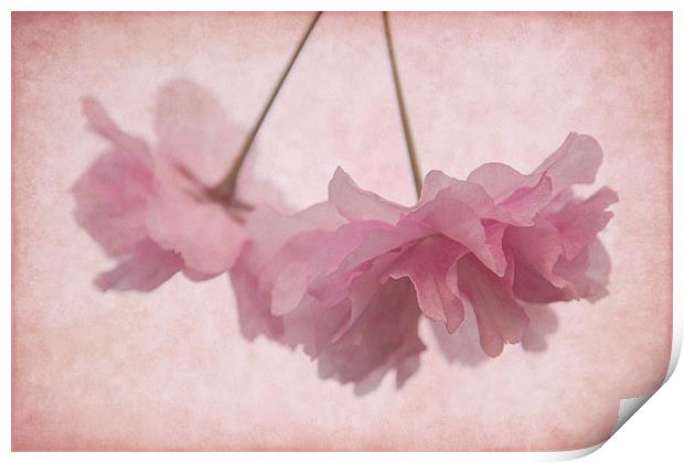 Cherry Blossom Froth Print by Ann Garrett
