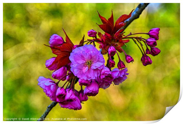 Pink Blossom Print by David Atkinson