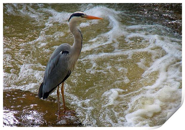 WILD WATER FISHING Print by David Atkinson