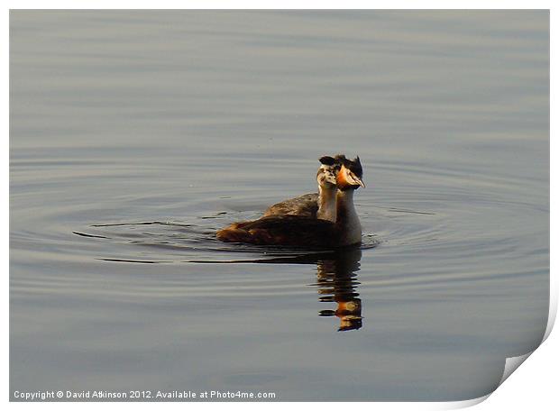 GREAT CRESTED GREBE Print by David Atkinson