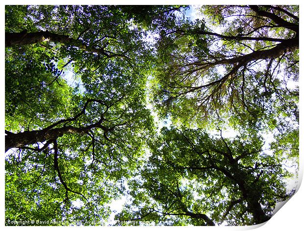 TREE CANOPY Print by David Atkinson