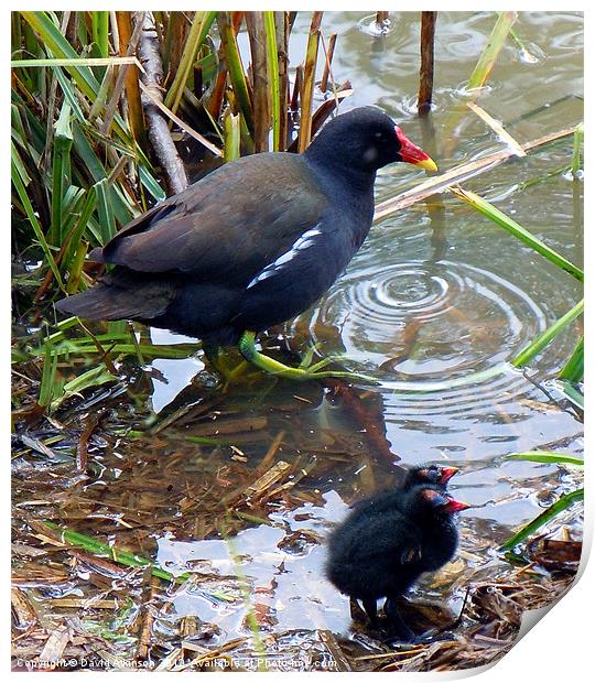 MOORHEN CHICKS Print by David Atkinson